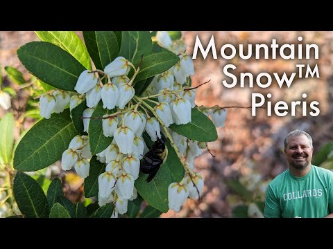 Video: Pieris japonica көлөкөдө өсөбү?