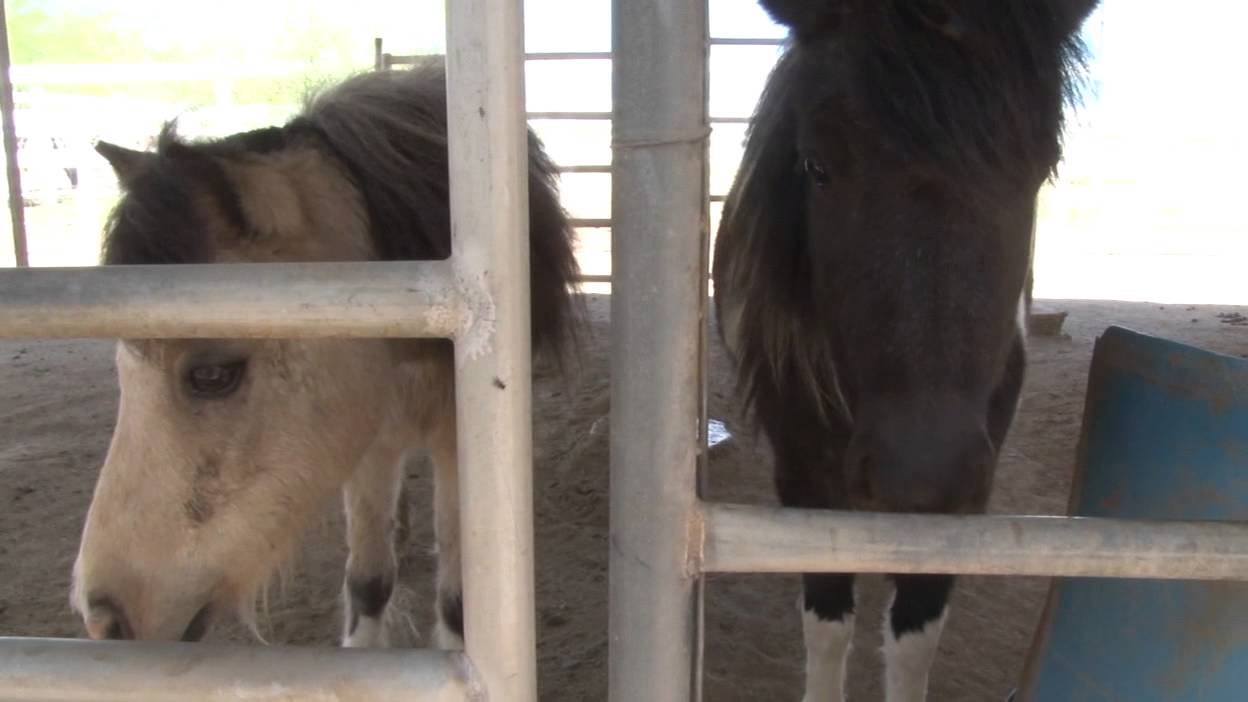 Miniature Horses as Service Animals YouTube