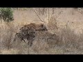 hyenas mating