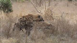 hyenas mating