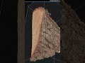 RealityCapture photogrammetry - Photoscan of wood slice / tree slice /offcut