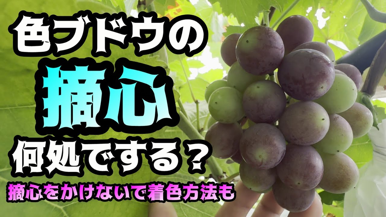 Where do you pinch colored grapes? How many nodes, tree vigor