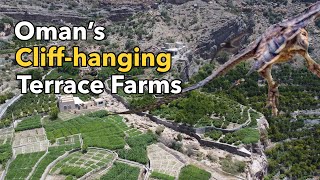 Oman Farming: Pomegranates, Corn and Hawks!!