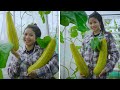 Amazing to grow cucumbers at home the results are unbelievably good growing cucumbers in pots