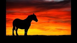 That dark horse -anton glackin -