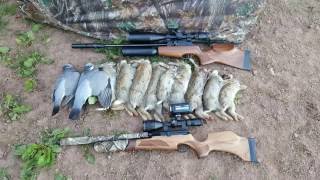 Pest Control with Air Rifles - Rabbit Shooting - Accidental Double Head Shot(Bro and I go out after rabbits at our favourite rabbit permission. We have a good day and I have a rather lucky shot! Check out our channel for more videos!, 2016-09-04T04:32:00.000Z)