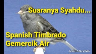 Audio Masteran Burung - Kenari Spanish Timbrado