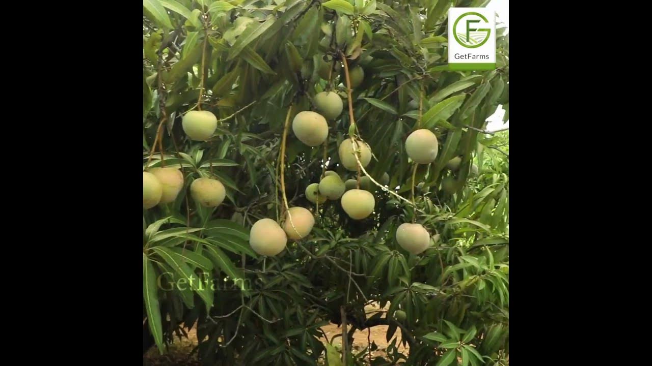 Mango Farm for Sale at Affordable Price in Tindivanam YouTube