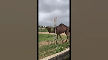 حطيتني عود على المدخن ي فوح Viralvideo Getmeviral Shortsvideo 