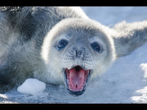 Harp seal tongue