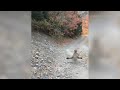 Viral video shows cougar stalking Utah hiker in terrifying 6-minute encounter | ABC7