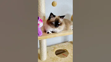 Кого выбрать - кота или кошку 😃