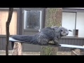 サユリワールド　ビントロング