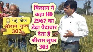 किसान ने कहा HD 2967 का डेढ़ा पैदावार देता श्रीराम सुपर 303 wheat variety