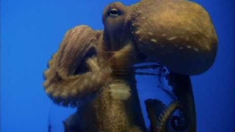 Octopus Opens Jar: Promo | CBC