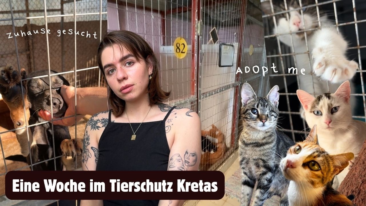 Die andere Seite der Urlaubsinsel - meine Erfahrung und Adoption einer Straßenkatze 🐾