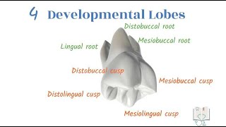 Permanent Maxillary 2nd molar by Doctoropsy 19,777 views 2 years ago 7 minutes, 6 seconds