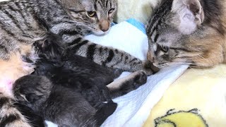 Папа-кот Терра впервые встречает своих котят!