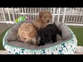 新わんこルームと可愛い仔犬達ルナエンジェル