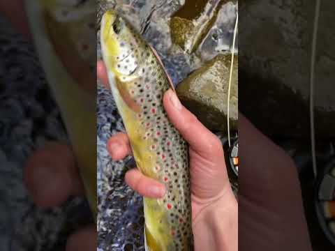 Little Wild Brown