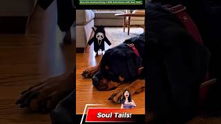 Tiny Ghostface Terrorizes Big Dog! 👻🐶 (Funny Pet Prank) #SoulTails 🤠