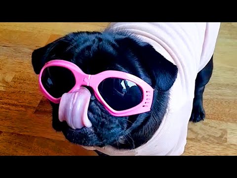 Silly Unusual Dog Memes | Funny Pet Videos