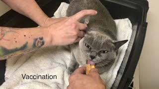 Easy Cat Vaccination by Clever Cats Livonia 12,533 views 4 years ago 1 minute, 6 seconds