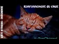 Ronronnement du chat remde anti stress insomnie ou anxit asmr