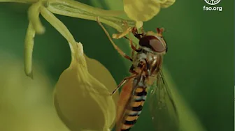 Journée mondiale des abeilles 2023