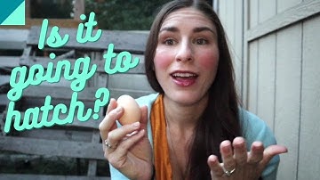 How to tell if your chicken egg is fertilized?