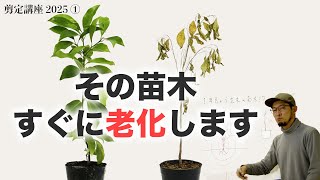 発生位置における枝の性質の差【剪定講座2025-1】ｳﾒ ﾓﾓ ｽﾓﾓ ﾘﾝｺﾞ ﾅｼ ﾐｶﾝ ﾋﾞﾜ ｶﾝｷﾂ ﾌﾞﾙｰﾍﾞﾘｰ ﾌﾞﾄﾞｳ ｲﾁｼﾞｸ ｷｳｲ ｵﾘｰﾌﾞｻｸﾗﾝﾎﾞ他