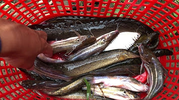 Cầu Trắng Điểm Câu Lý Tưởng | Hành Trình Săn Cá Chạch Sông Ray | Dân dã Vlog