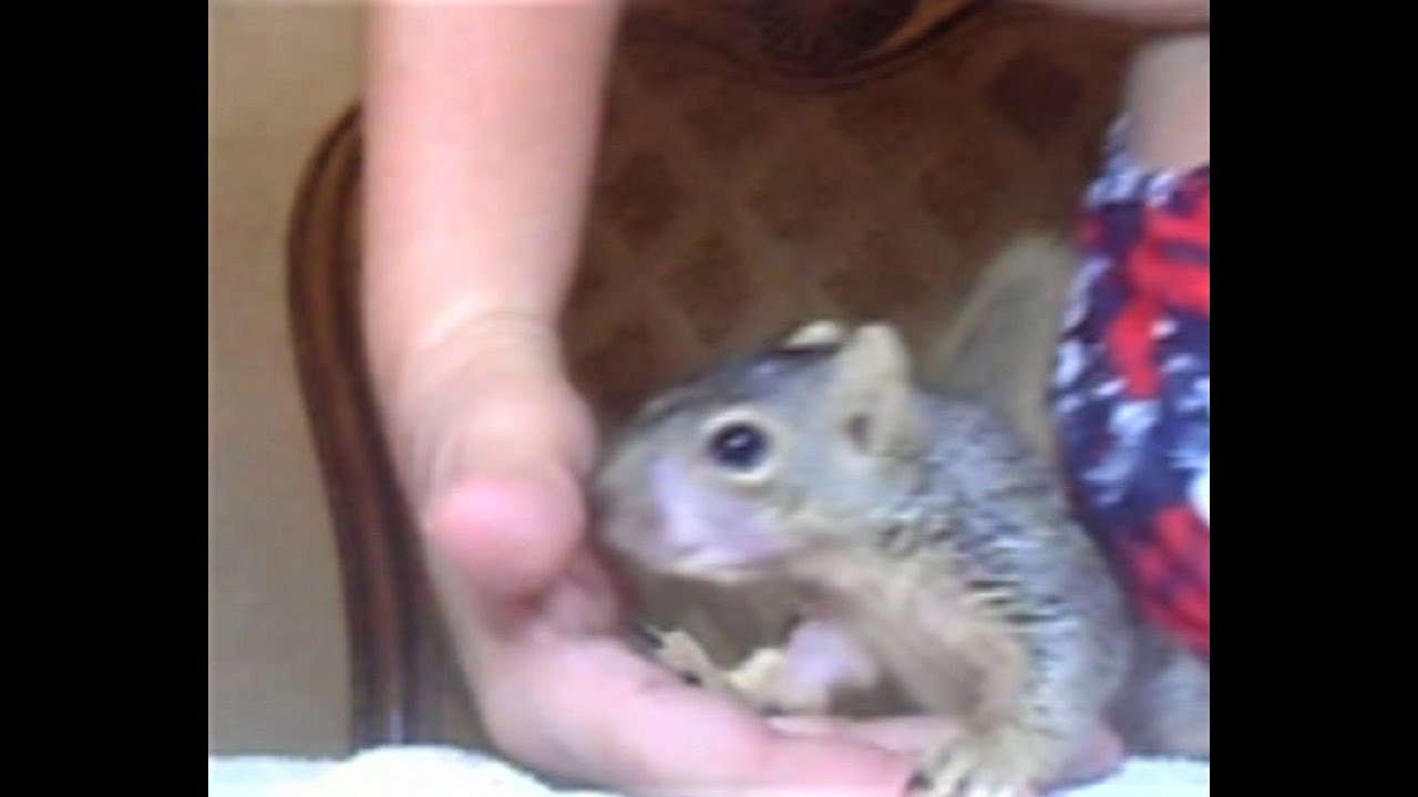 Baby Reggie Squirrel first nice minutes of feeding YouTube