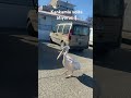 #tiktok #fun #pets #keşfet #reels #eğlence #funny #shorts #short #tekirdağ #leylek #youtubeshorts