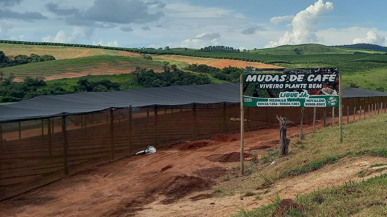 ESSE VIVEIRO ESTÁ FAZENDO QUASE 5 MILHÕES DE MUDAS DE CAFÉ.