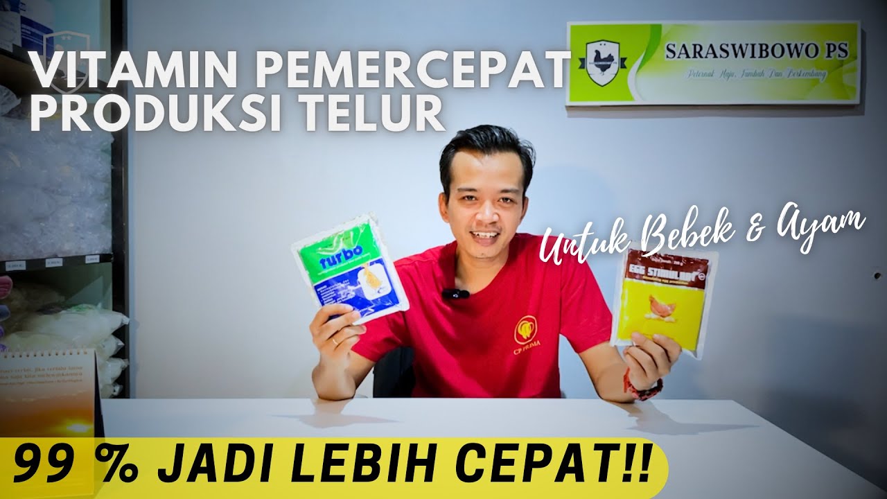 VITAMIN UNTUK MEMPERCEPAT PRODUKSI TELUR!!! REVIEW PRODUK EGG STIMULANT GOLD DAN TURBO DARI MEDION.