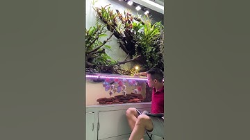 Bể cá Bán Cạn Siêu Đẹp | Sub Kênh ủng hộ mình nhé!