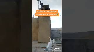 Güvercin Tiktok Videoları