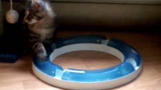 Maine Coon kitten playing by José entrena 8 views 9 years ago 1 minute, 28 seconds