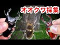 【クワガタ採集】山奥で大量の天然オオクワガタやノコギリクワガタが採れて大興奮