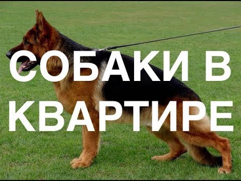 Не заводите в квартирах собак и кошек