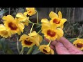 Phn bi?t lan S?n Thu? Tin-Hong L?p? (Dendrobium Orchid and dendrobium chrysotoxum Orchid