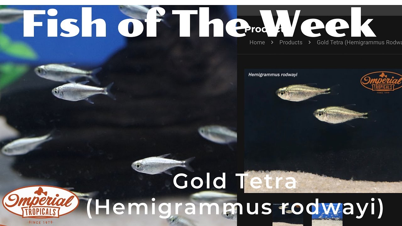 Gold Tetra (Hemigrammusrodawi)