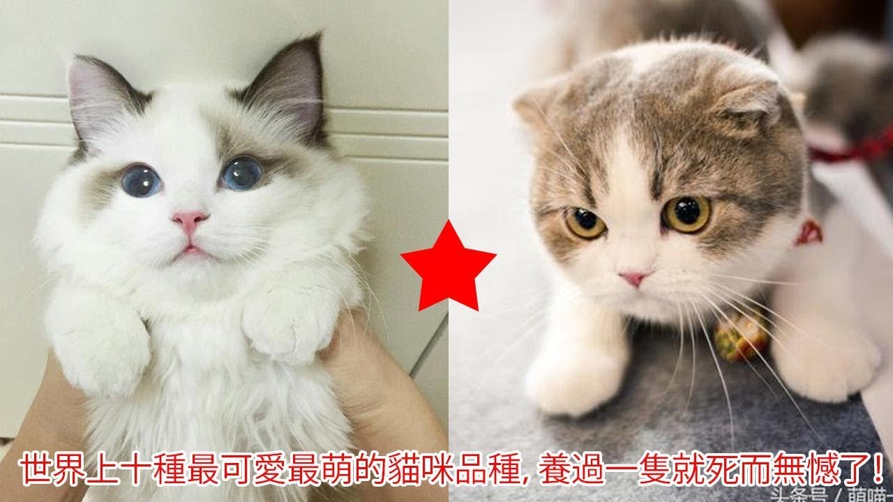 世界上十種最可愛最萌的貓咪品種 養過一隻就死而無憾了 Youtube 世界上十種最可愛最萌的貓咪品種 養過一隻就死而無憾了 Youtube