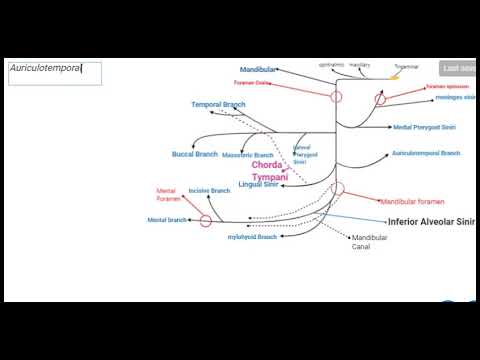 Trigeminal(5) Sinir-Mandibular Branch -Bütün Açılışları Detaylı