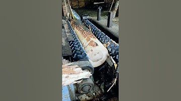 The process of removing bark from trees #shorts