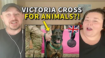Americans React: The Dickin Medal – Britain’s Highest Honor for Animal Heroes
