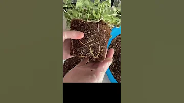 Дихондра и ее секреты🌱