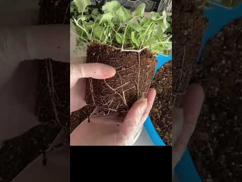 Video: Košové rastliny Callisia: Získajte informácie o pestovaní rastlín Callisia