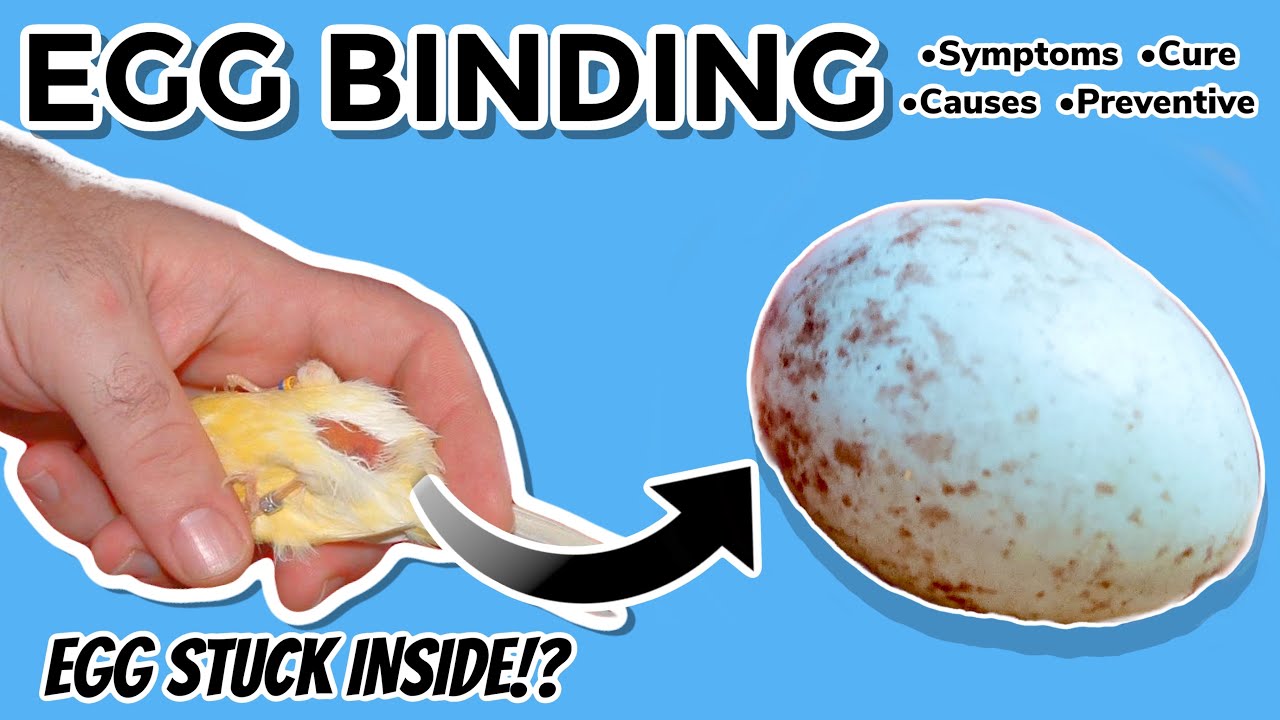 Gejala Egg Binding